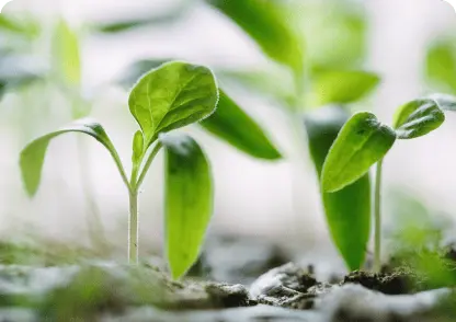 Sprouts growing from the ground