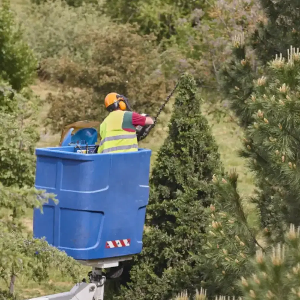 Worker trimming trees